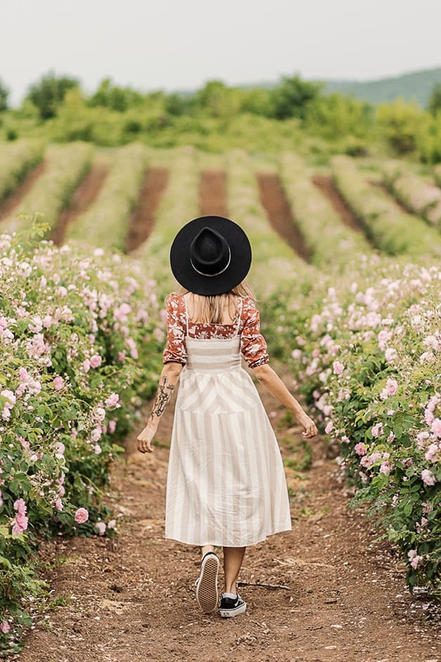 Roses8