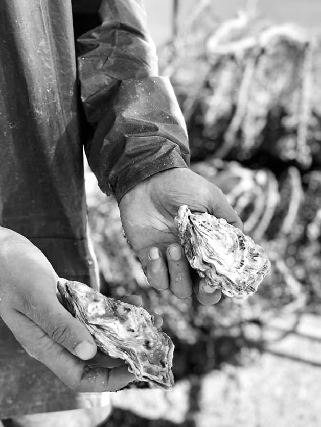 Oysters2
